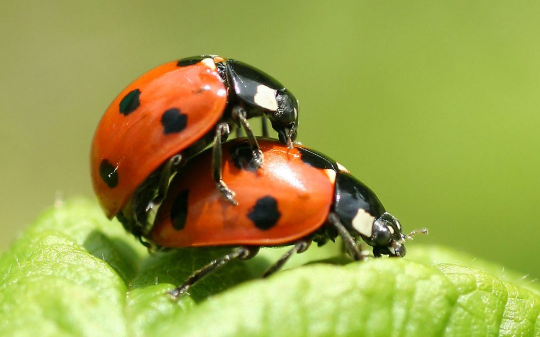 Ladybird Love