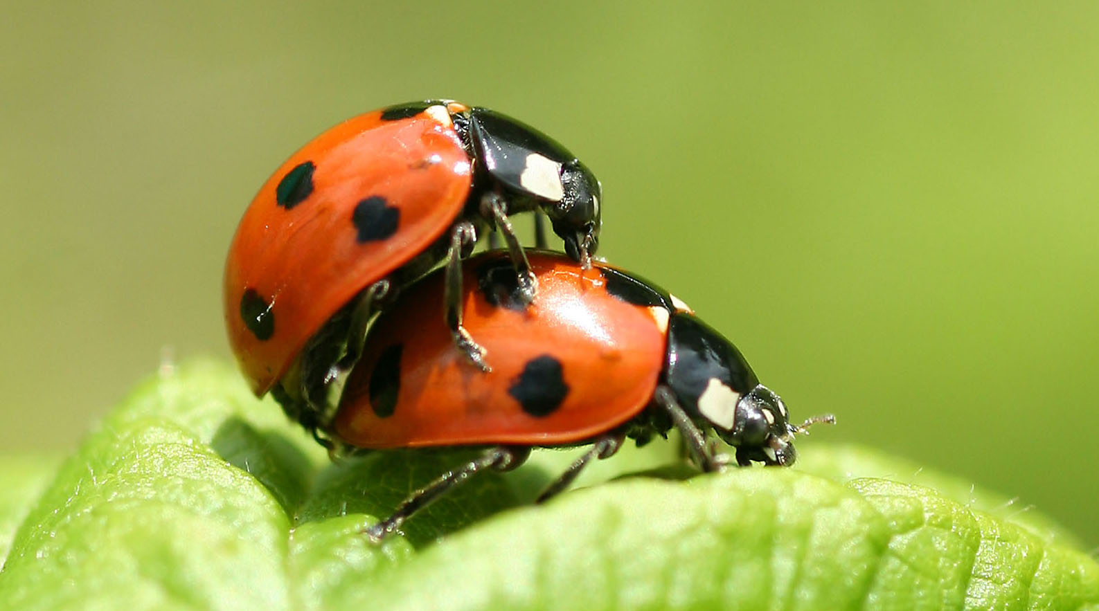 Ladybird Love | Land & Field