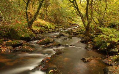 Okement in Autumn